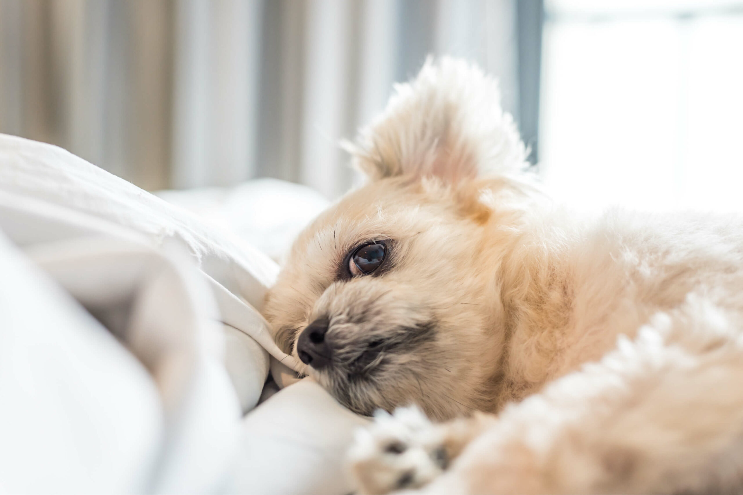 dog on bed